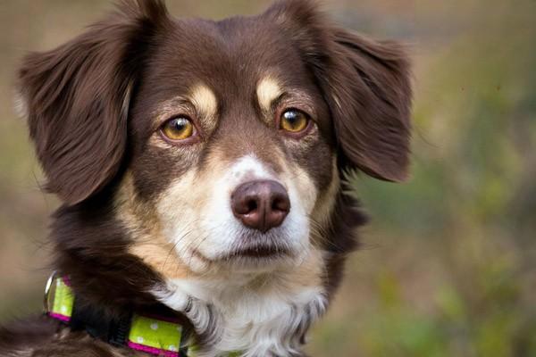 狗狗恶性肿瘤的症状与良性肿瘤的症状