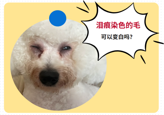 狗狗淚痕的毛怎麼洗白