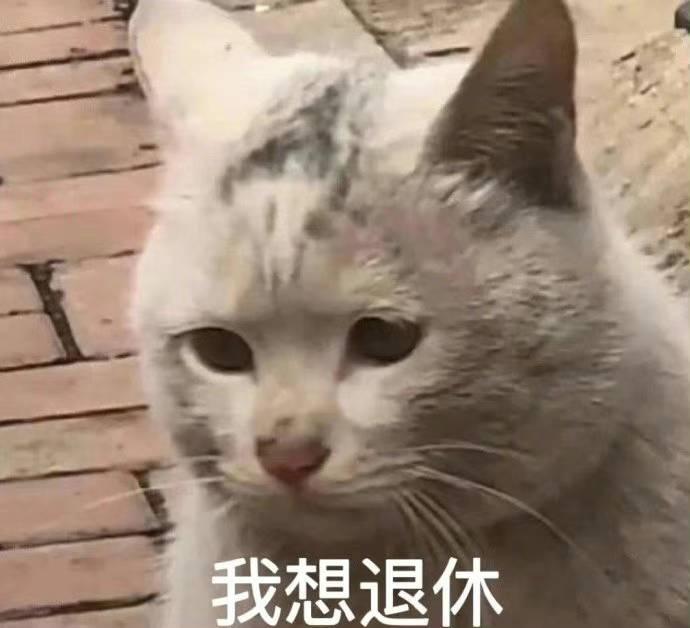 这是个成精了的猫咪