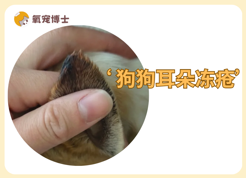 狗狗耳朵冻疮怎么处理？