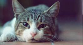 猫咪抵抗力差怎么办？提高免疫力是猫咪长寿的一大秘诀