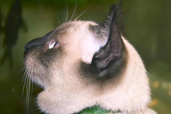 宠物肝脏疾病的症状能治好吗，猫胆囊炎要摘除胆囊吗？猫胆囊炎的症状和治疗