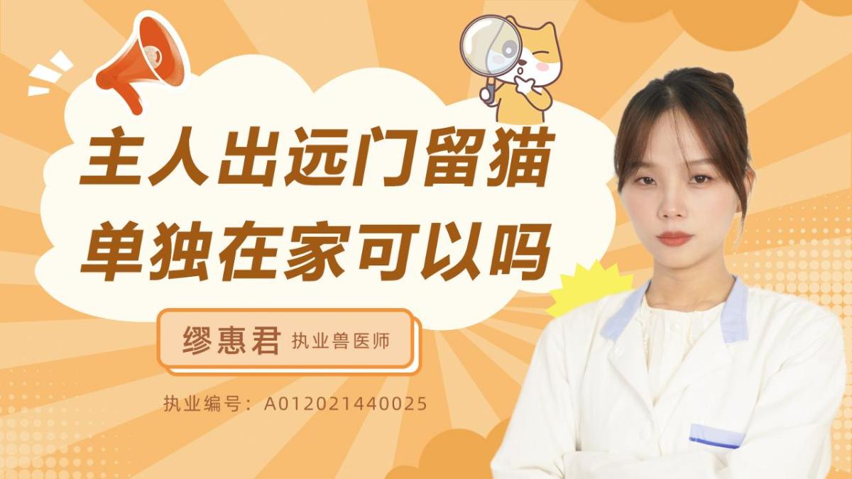 主人出远门留猫咪单独在家可以吗？