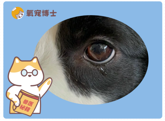 狗狗流眼泪是怎么回事？这5大元凶你可能从未想到！