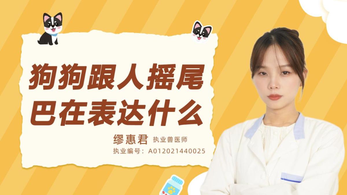 狗狗跟人摇尾巴是在表达什么呢？