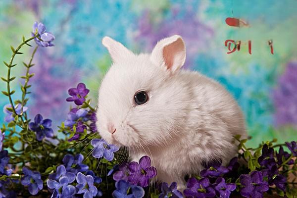 兔笼光线对兔子育肥作用的影响