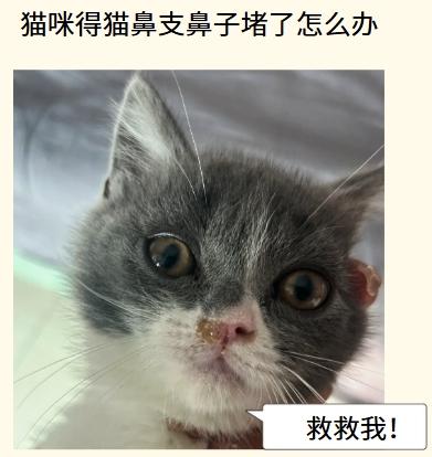 猫咪得猫鼻支鼻子堵住了怎么办？