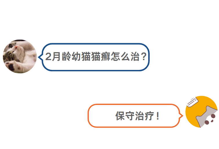 貓癬大作戰：2月齡幼貓貓癬的精準治療方法
