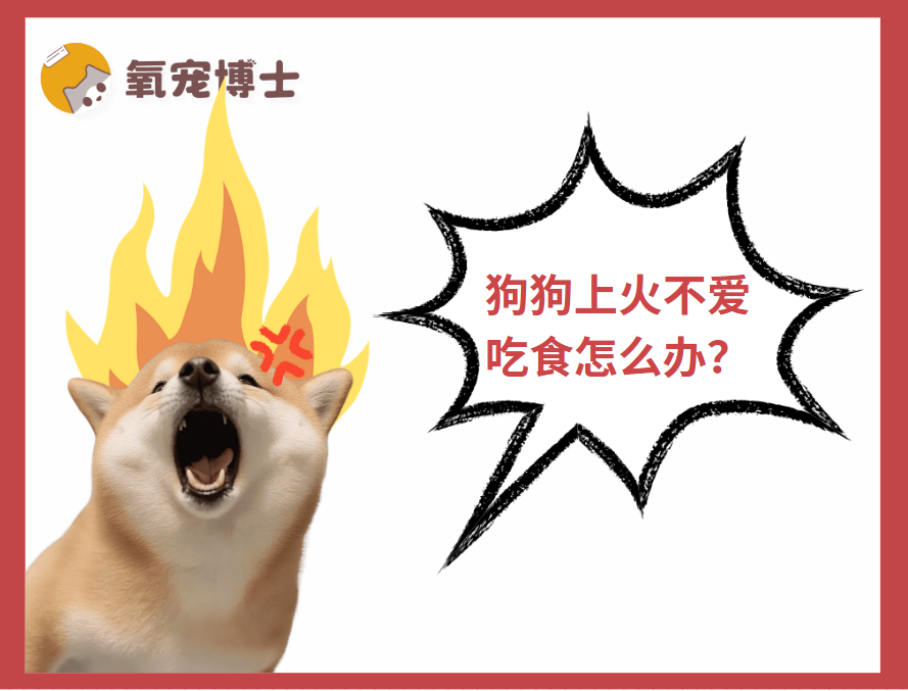 狗狗上火不爱吃食怎么办？