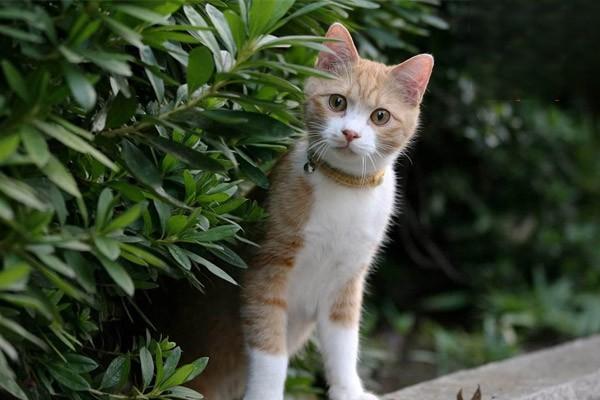 新手养猫，如何帮助猫咪预防毛球症