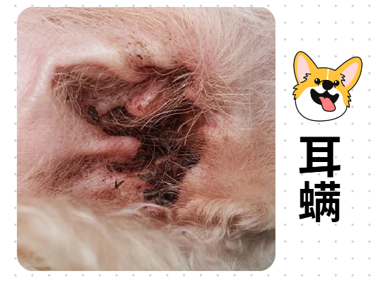 狗狗泪痕严重