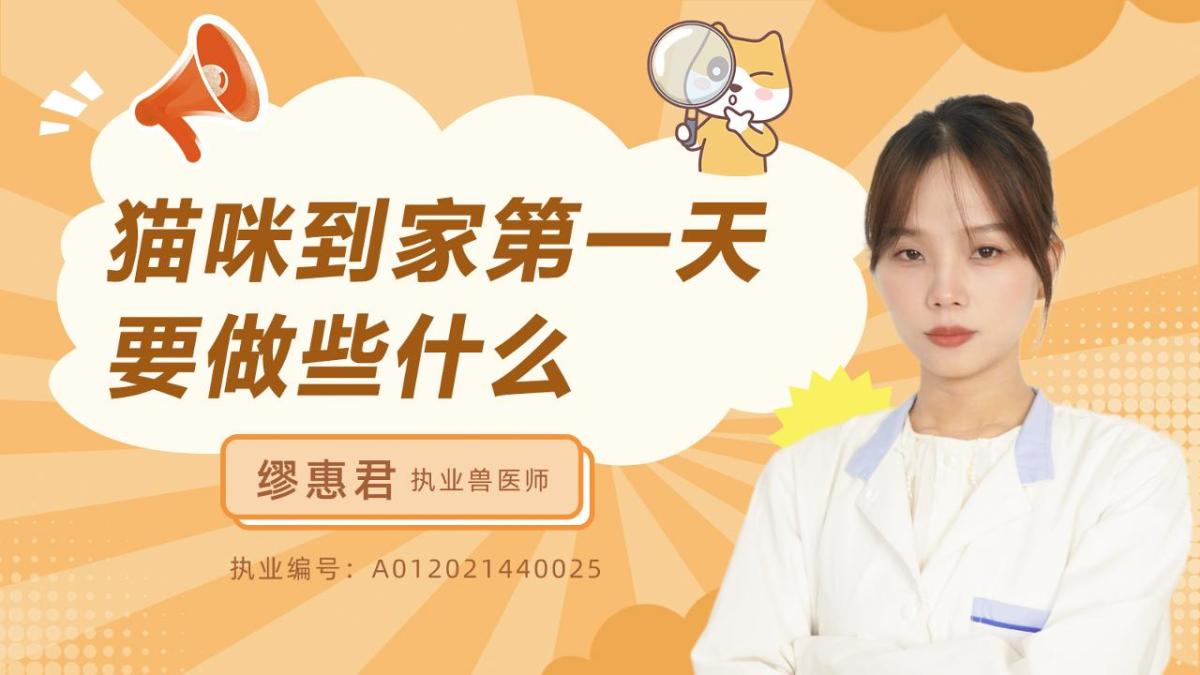 猫咪到家第一天要做些什么？