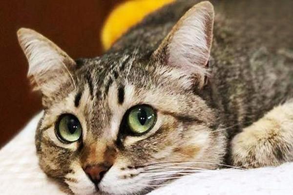 猫咪不吃东西的原因汇总