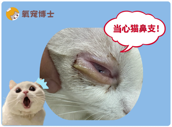 猫眼睛流脓一样的眼屎？当心是猫鼻支！