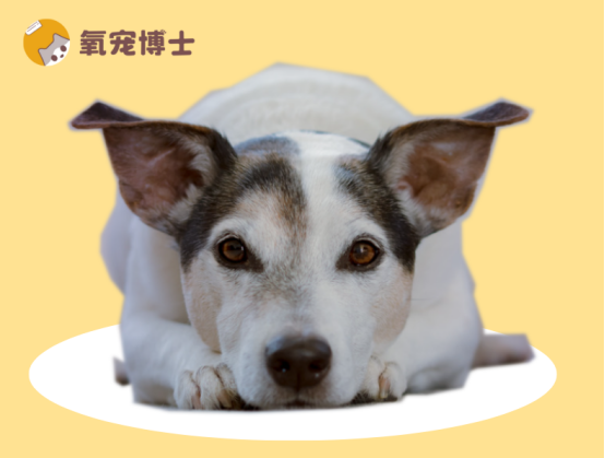 狗狗耳螨怎么治？