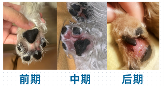 狗狗趾间炎症状
