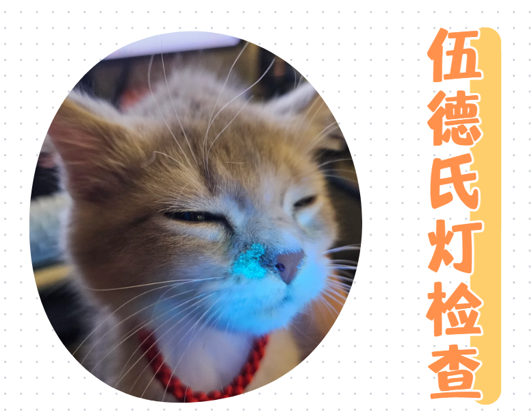 猫得了猫癣