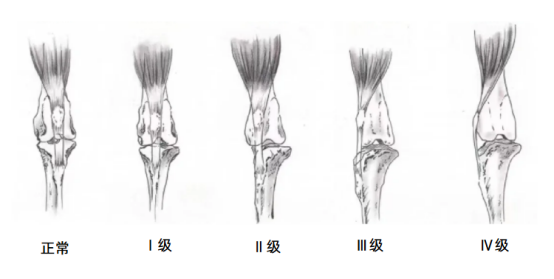 狗狗髌骨脱位怎么治疗？