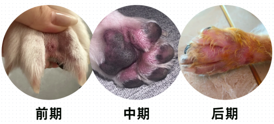 狗狗趾间炎用什么药好使？