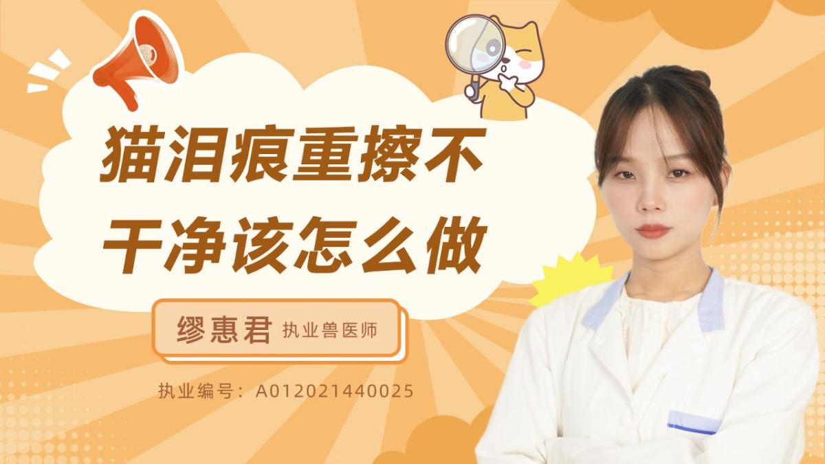 猫泪痕严重擦不干净该怎么做？