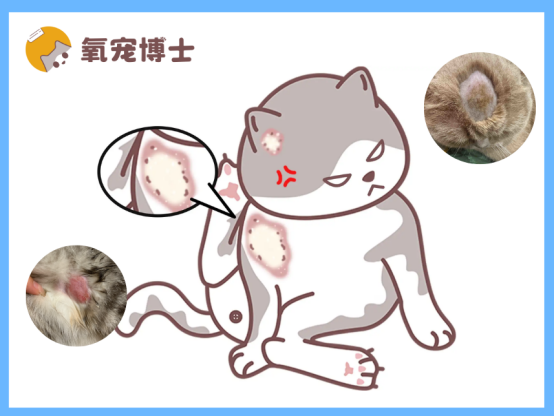 猫掉毛秃了一块但没癣