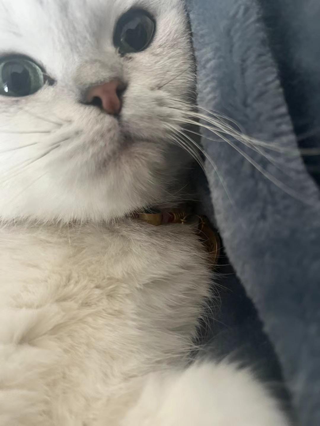 我和我的猫咪宝宝