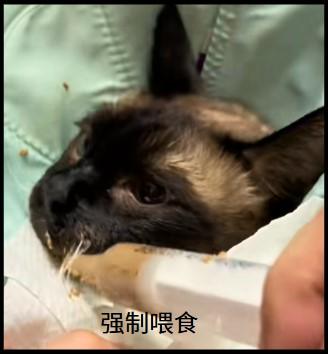 猫鼻支不吃东西能强制喂食吗？