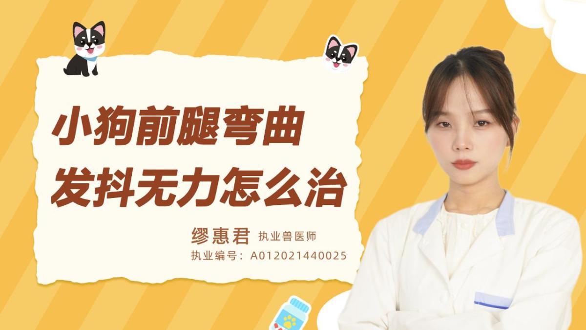 小狗前腿弯曲、发抖无力怎么治呢?