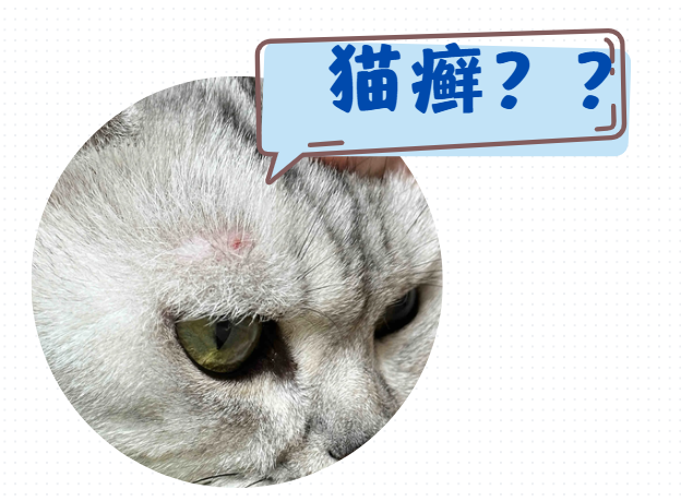 猫咪额头上有小红点是猫癣吗？怎么确定？