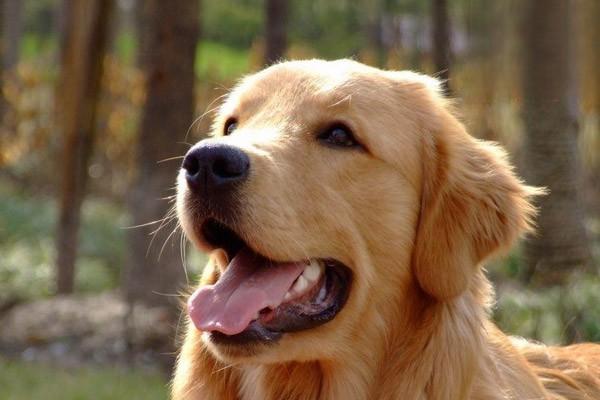 中型犬比較適合吃什麼狗糧