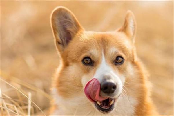 成年狗狗还有乳牙是怎么回事？