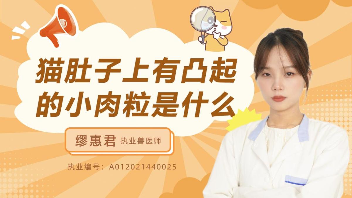猫肚子上有凸起的小肉粒是什么？