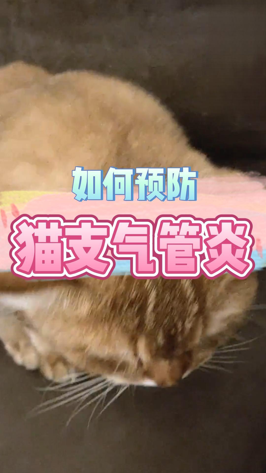 如何预防猫咪支气管炎？