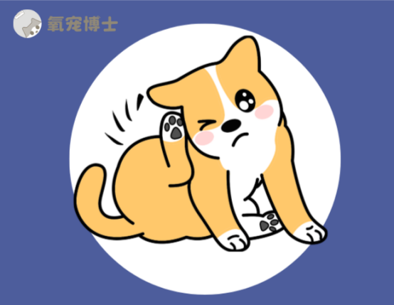小狗耳朵痒一个劲挠？5大病因排查