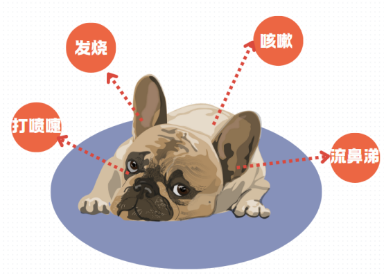 狗狗感冒的症状