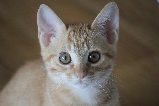 猫咪频繁上吐下泻？这4种危险疾病要警惕！新手铲屎官必看