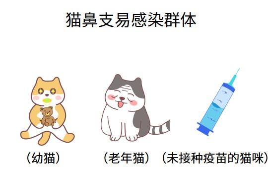 警惕！这些日常因素可能引发猫鼻支