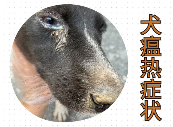 狗狗眼屎特别多还很黏稠