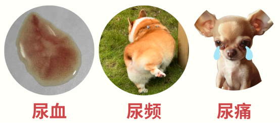 狗狗尿路感染的症状