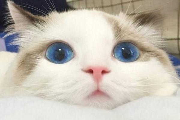 猫咪多大可以吃猫粮