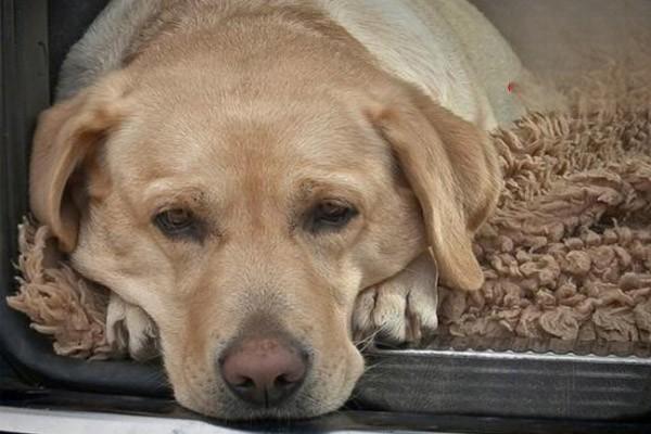 犬貓對礦物質營養的需求特點