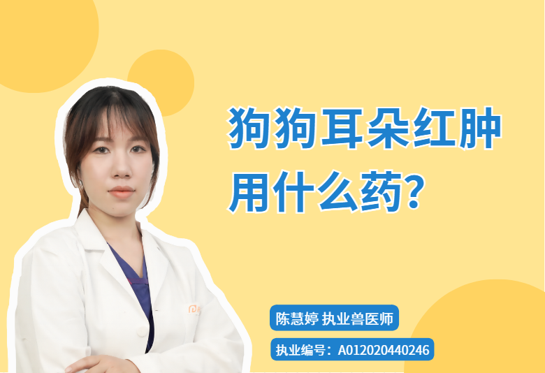 【宠医科普】狗狗耳朵红肿用什么药？