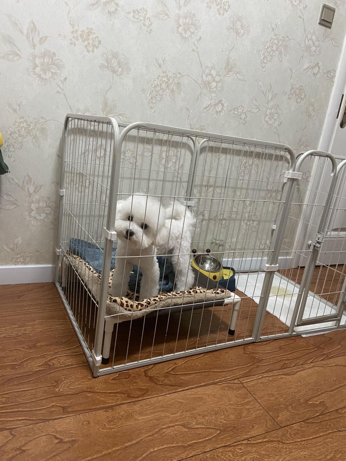 团宝狗狗