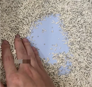 网红猫砂测评