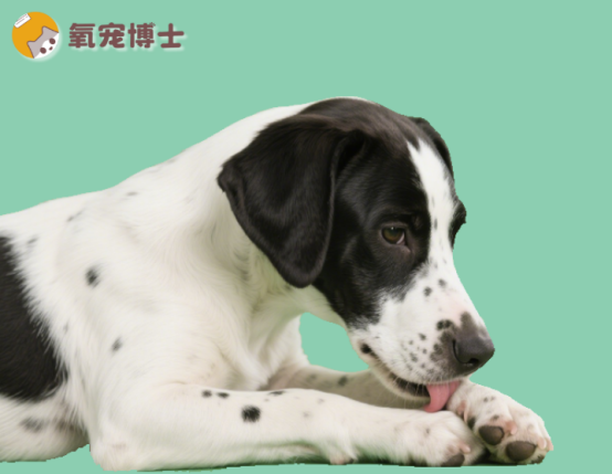 狗狗腿瘸了怎么办？揭秘各类原因与应对攻略