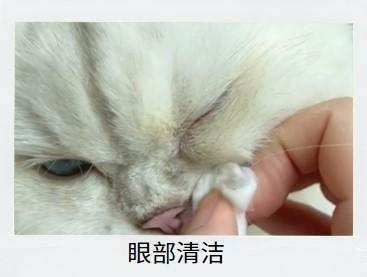 猫咪得了猫鼻支在家怎么治疗？