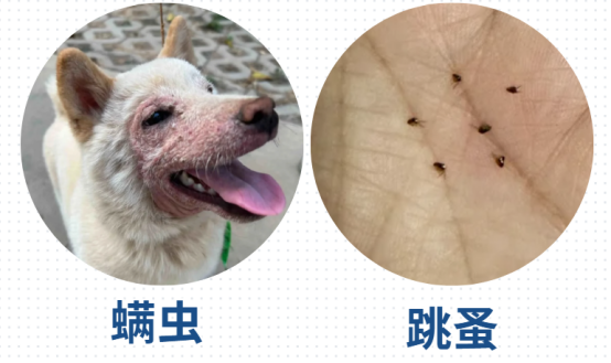 小狗身上癢怎么辦