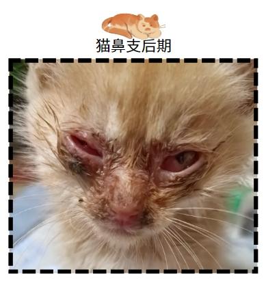 破解貓鼻支終身難題：治愈希望在這裏！