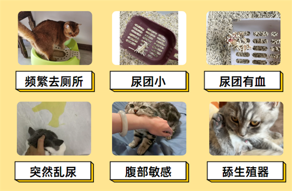 猫尿闭前兆