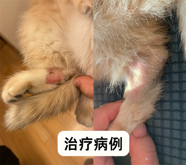 猫癣用什么药？